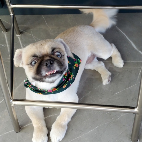 Meet your Posher, Yvette - Picture 1 of 1